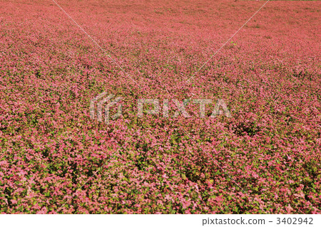 紅蕎麥麵沒有佐藤 3402942