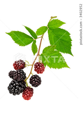 Blackberry Blackberry 3402952