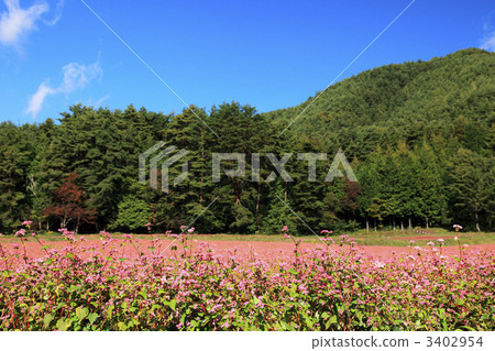 Red-soba no Sato Red-soba no Sato 3402954
