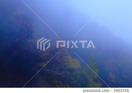 Fog autumnal leaves forest Fog autumnal leaves forest 3403356
