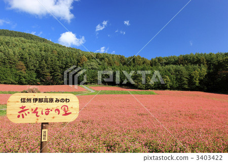 紅蕎麥麵沒有佐藤 3403422