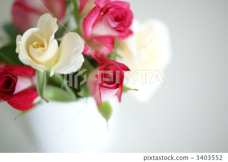 迷你玫瑰 迷你玫瑰 3403552