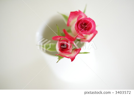 Miniature Miniature 3403572