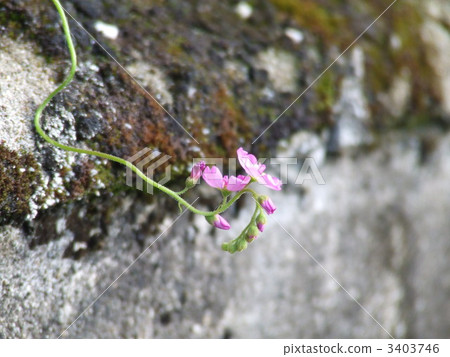 Flower of African Naga bruce 3403746
