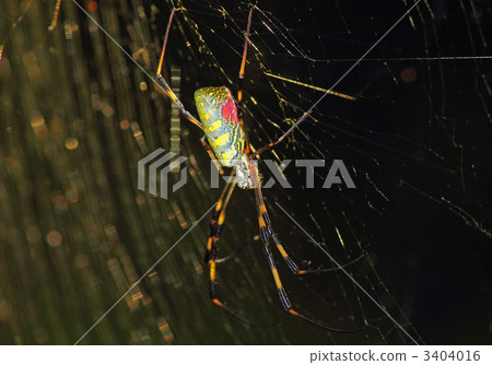 Girl spider 3404016