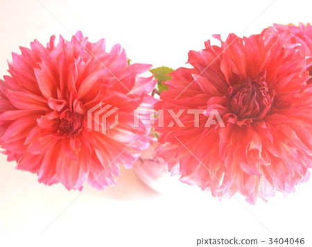 Dahlia Dahlia 3404046