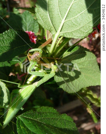 Large Nature Mantis 3404612