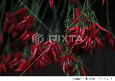 red chilli pepper 3404703