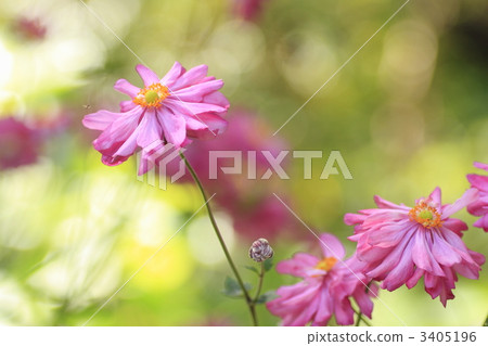 japanese anemone, anemone, anemone hupehensi 3405196