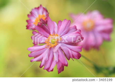 japanese anemone, anemone, anemone hupehensi 3405199
