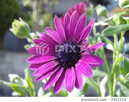 Julius Daisy Julius Daisy 3405534