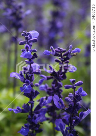 Blue Salvia 002 3405736