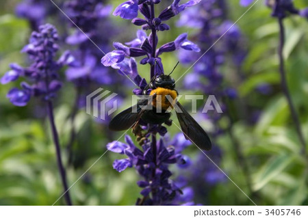 Blue Salvia 007_ bear bee 3405746