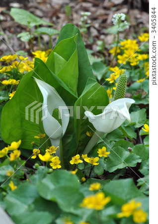 marsh marigold, skunk cabbage, asian skunk cabbage 3405844