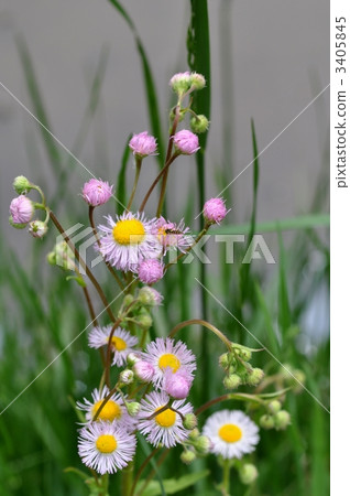 erigeron philadelphicu, philadelphia daisy, common fleabane 3405845