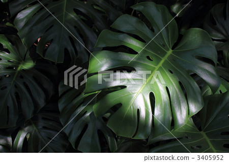 Monstera Monstera 3405952