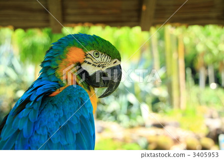 The profile of a parrot 3405953