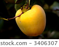 japanese persimmon, persimmon, fruit 3406307