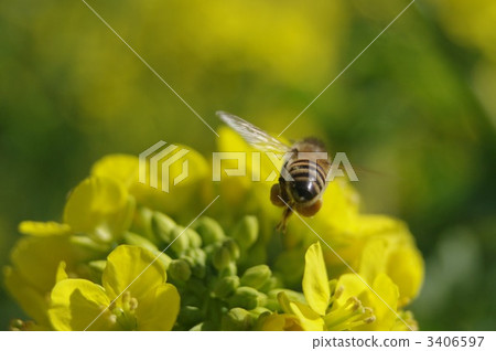 Bees and Rape Blossoms Bees and Rape Blossoms 3406597