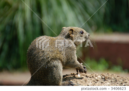 Squirre 3406623