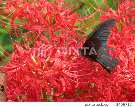 Higanki flowers and crows swallowtail 3406712