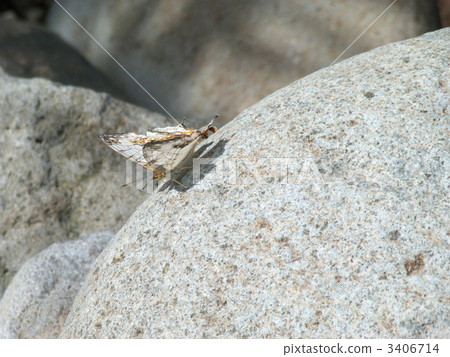 A butterfly 3406714