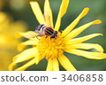 停在一朵黃色花的蜂 3406858