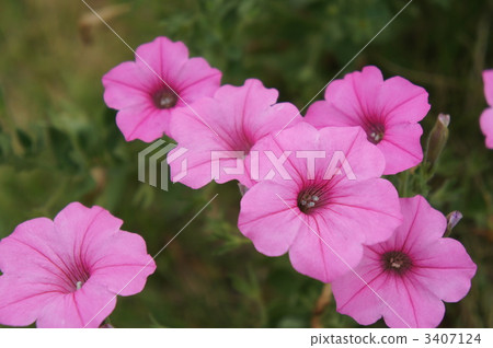 petunia flower garden, surfinia, petunia 3407124