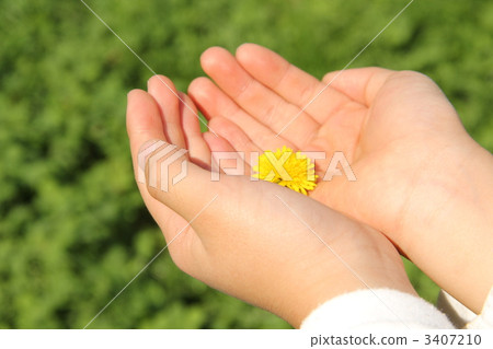 Dandelion 3407210