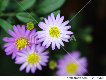 Small pretty yuzen chrysanthemum 3407568