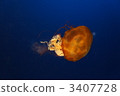Jellyfish 3407728