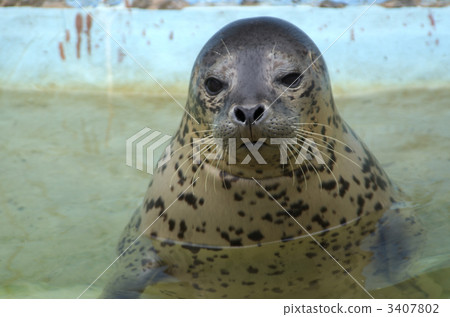 戈馬海豹 3407802