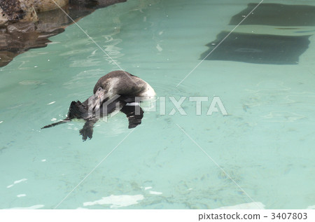 洪堡企鵝 3407803