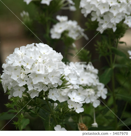宿根福祿考 3407970