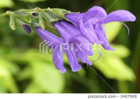 Salvia Guaranica Salvia Guaranica 3407998