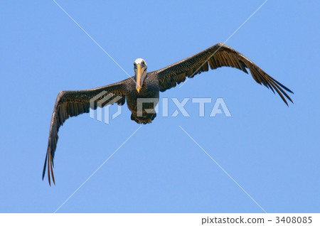 Pelican flight Pelican flight 3408085