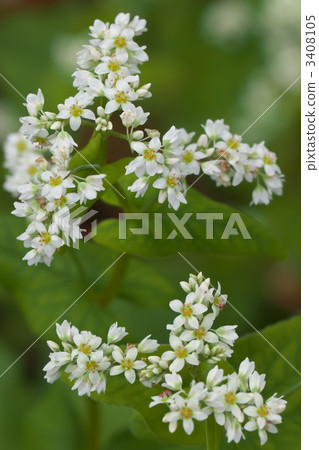 蕎麥花 蕎麥花 3408105