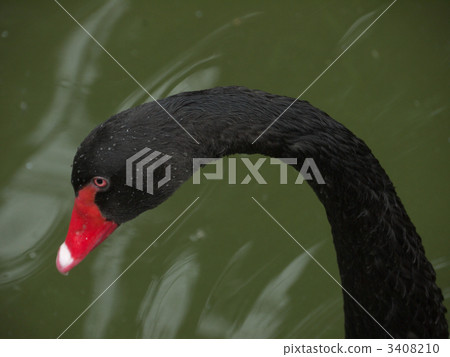bird, birds, fowls 3408210