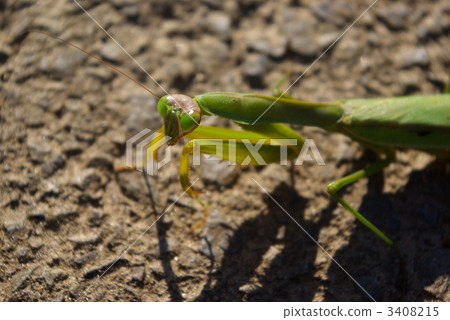 A mantis came out on a paved road 3408215
