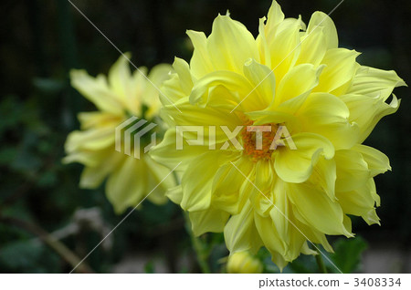 達利亞和芽盛開 3408334