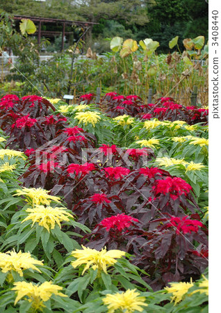 開頭盛開 開頭盛開 3408440