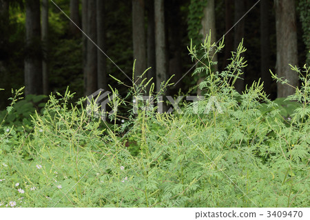 Ragweed Ragweed 3409470