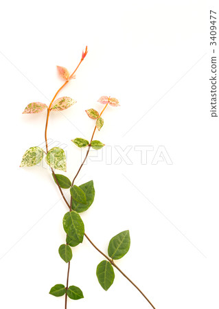 Hatsuyuki Hatsuyuki 3409477