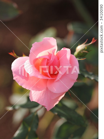 玫瑰公主愛子的花 3410090