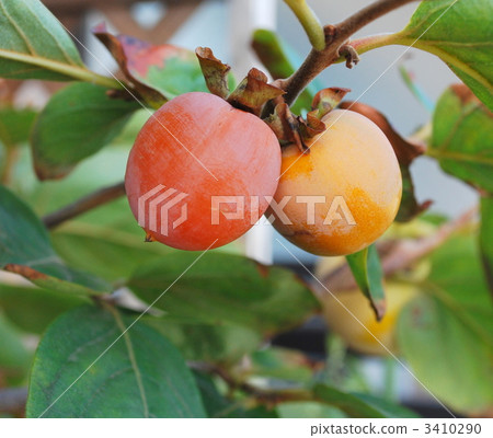 persimmon, japanese persimmon, persimmon fruit 3410290