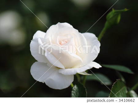 Roses' bridal tiara 3410662