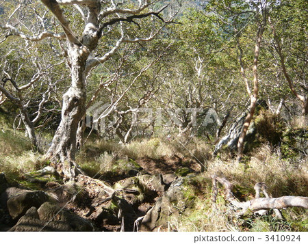 japanese alder, alder, tree 3410924