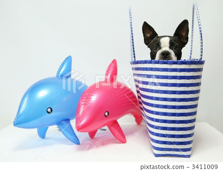 波士頓狗 狗 狗狗 3411009