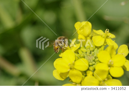 Bees and Rape Blossoms 3411052