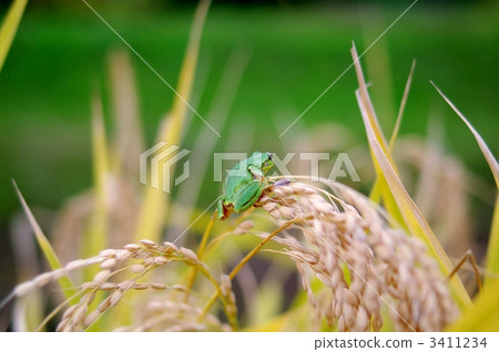 Japanese black frog and ear rice Japanese black frog and ear rice 3411234